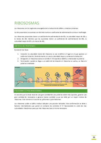 Tema-5-Ribosomas.pdf