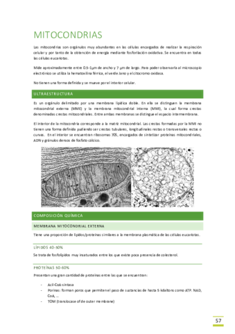Tema-8-Mitocondria.pdf