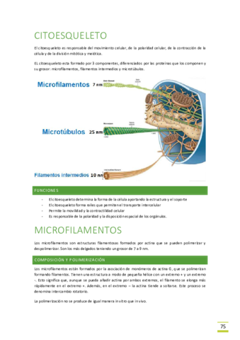 Tema-11-Citoesqueleto.pdf