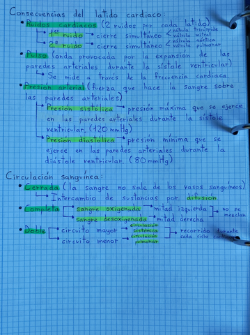Aparato-Circulatorio-IV.jpg