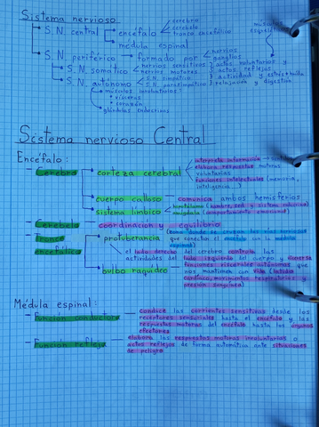 Sistema-Nervioso-II.jpg