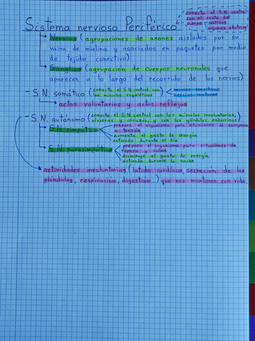 Sistema-Nervioso-III.jpg