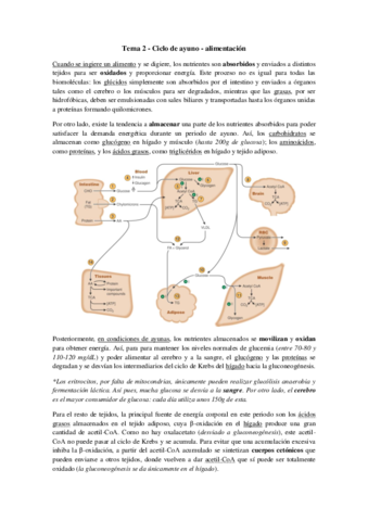 Tema 2 - Ciclo ayuno-alimentación.pdf
