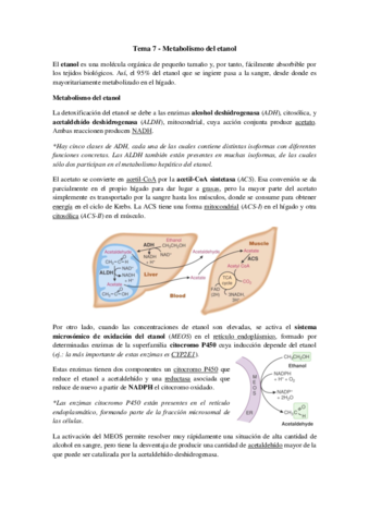 Tema 7 - Metabolismo del etanol.pdf