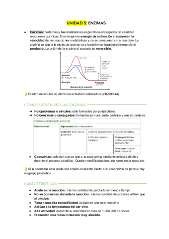 Enzimas.pdf