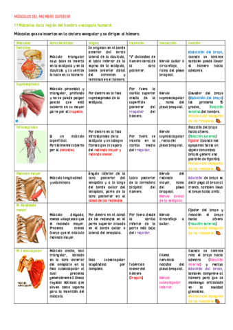 MUSCULOS-DEL-MIEMBRO-SUPERIOR-hombro-y-brazoremoved-1.pdf