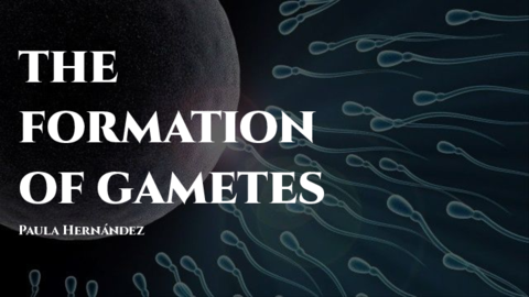 paula-hernandez-THE-FORMATION-OF-GAMETES.pdf