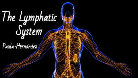 paula-hernandez-THE-LYMPHATIC-SYSTEM.pdf