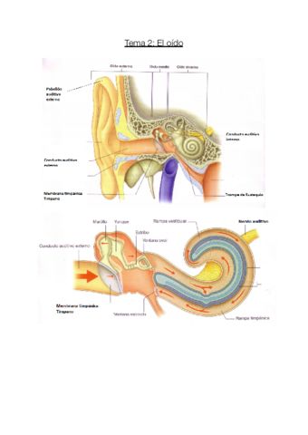 El-oido.pdf