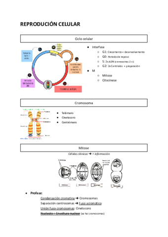 Reproducion-celular.pdf