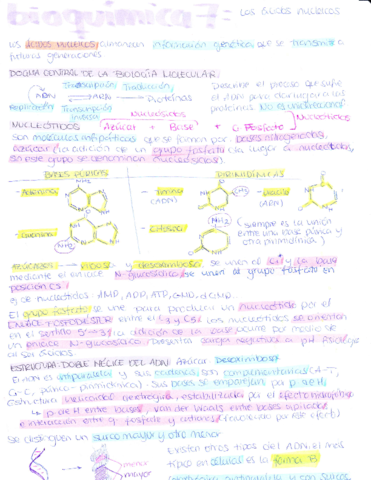 BQ-7-Acidos-Nucleicos.pdf