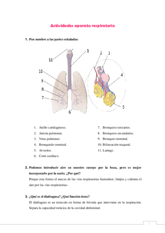 Tema-9-ACTIVIDADES-RESPIRATORIO.pdf