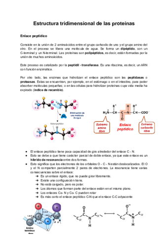 Tema-3b-Estructura-tridimensional-de-las-proteinas.pdf
