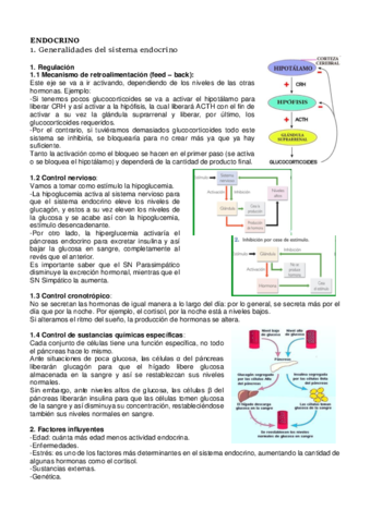 ENDOCRINO-.pdf