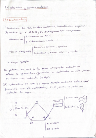 TEMA-7-ACIDOS-NUCLEICOS-.pdf