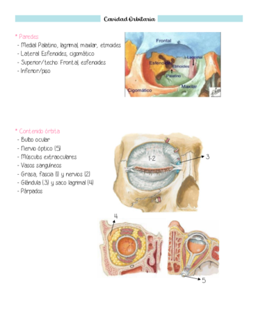 orbita-y-oido.pdf