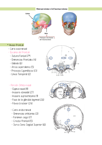 craneo.pdf