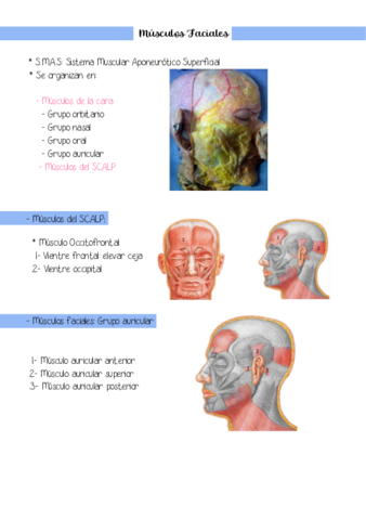 miologia-m.pdf