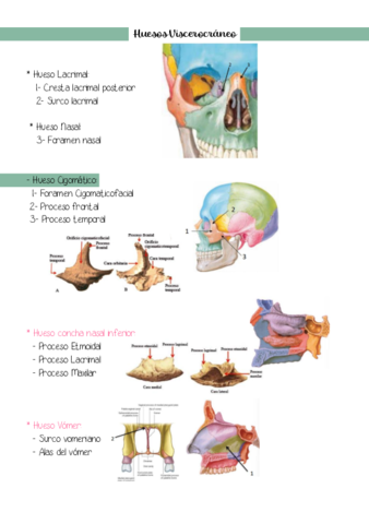 Huesos-Viscerocraneo.pdf