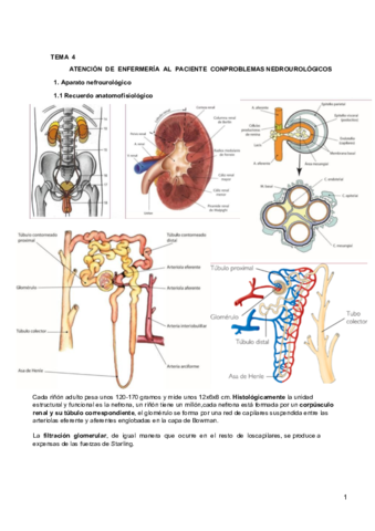 Tema 4. Urología