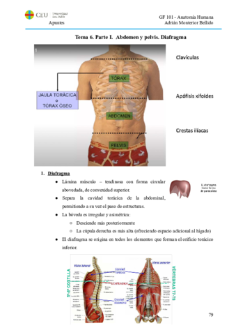 T6.PI. Abdomen y pelvis. Diafragma.pdf