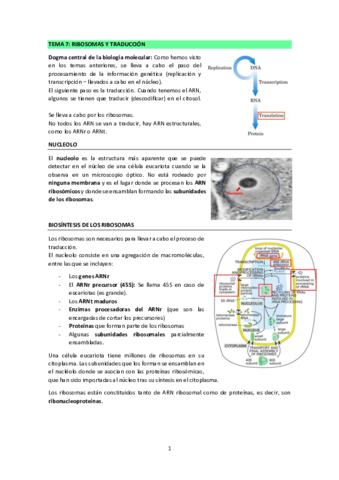 TEMA-7-RIBOSOMAS-Y-TRADUCCION.pdf
