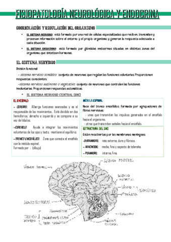 FISIO-TEMA-7.pdf