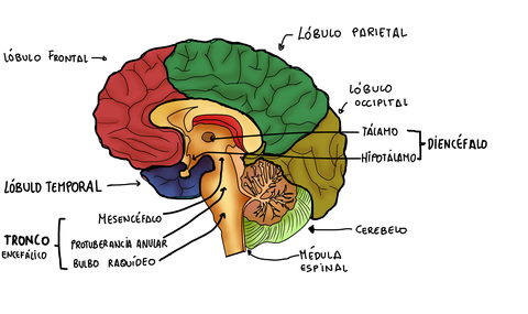 cerebro.jpg