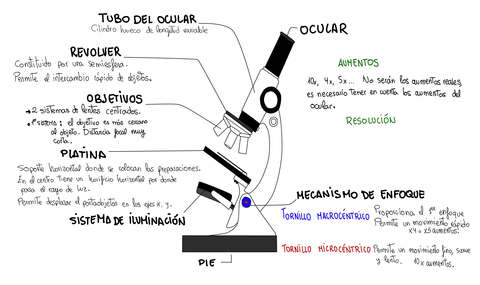 MICROSCOPIO.jpg