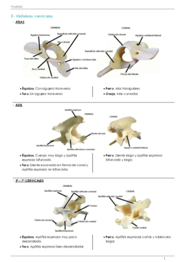 Anatomía 1- Practico huesos.pdf