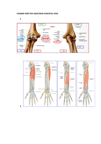 EXAMEN-PRACTICO-ANATOMIA-ESPECIFICA-2022.pdf