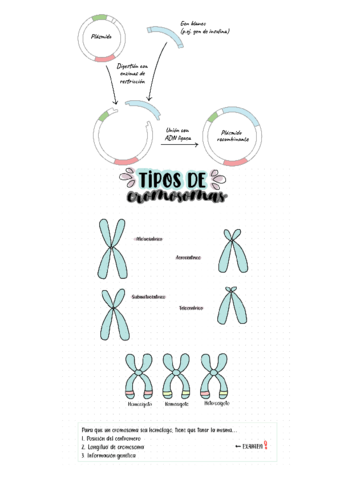 principiocitogenetica.pdf