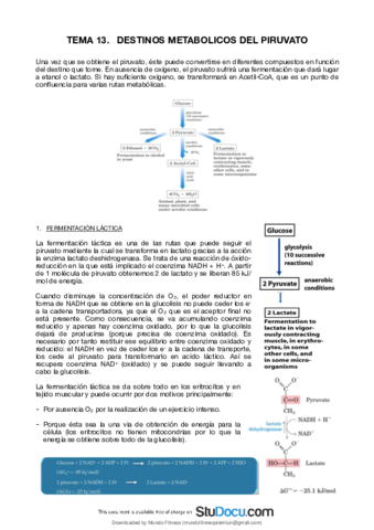 13-Destinos-Metabolicos-DEL-Piruvato.pdf
