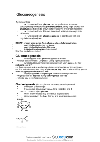 Gluconeogenesis.pdf