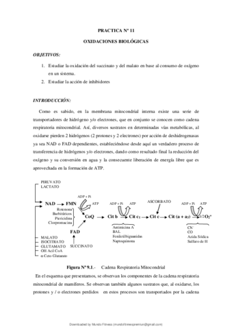 Bioquimica-I-Practica-N-11-Oxidaciones-Biologicas.pdf