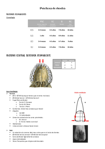 Anatomia-apuntes-dientes-.pdf