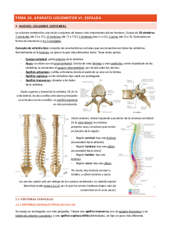 Tema-10-Aparato-Locomotor-VI.pdf