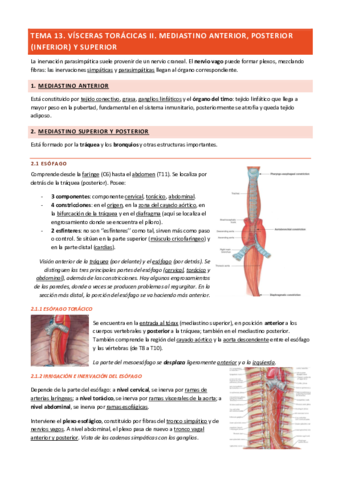 Tema-13-Visceras-Toracicas-II.pdf