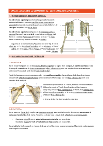 Tema-8-Aparato-Locomotor-IV.pdf