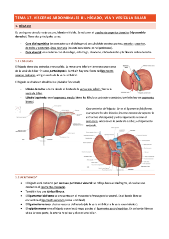 Tema-17-Visceras-Abdominales-III.pdf