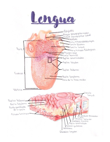 Anatomia-de-la-lengua.pdf