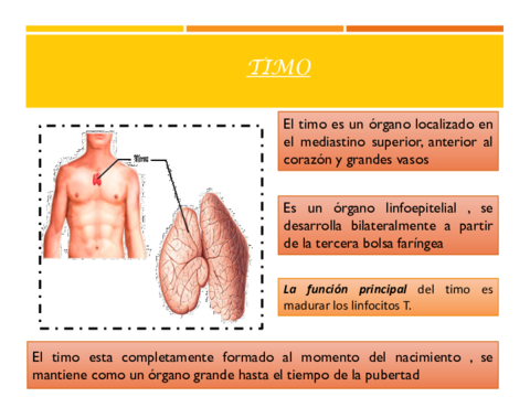 Generalidades-del-Timo.pdf
