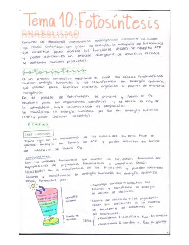 Fotosintesis.pdf