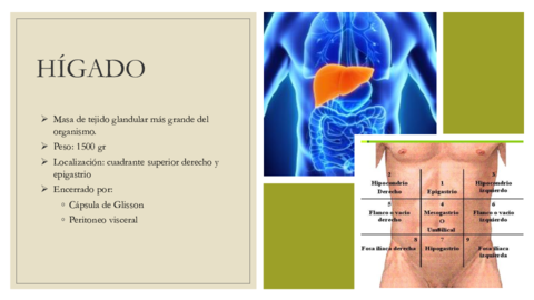 Histologia-Higado.pdf