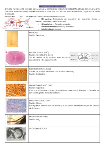 RECOPILACIO-VISUM-FINAL-HISTOLOGIA.pdf