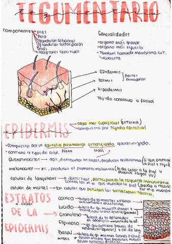 ANATOMIA.pdf