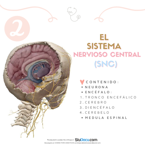 Resumen-del-Sistema-Nervioso-Central-y-sus-componentes.pdf