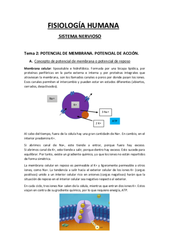 apuntes-fisio-sistema-nervioso.pdf