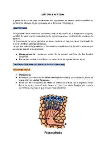 Sistema-excretor-.pdf