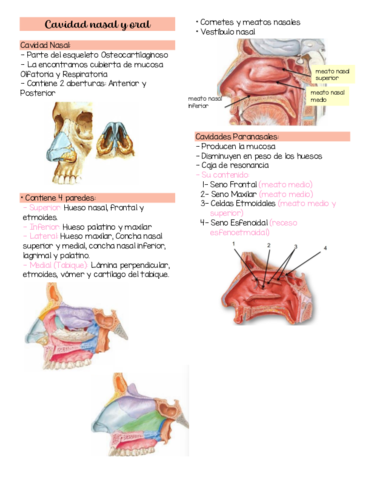 Cavidad-nasal-y-oral.pdf